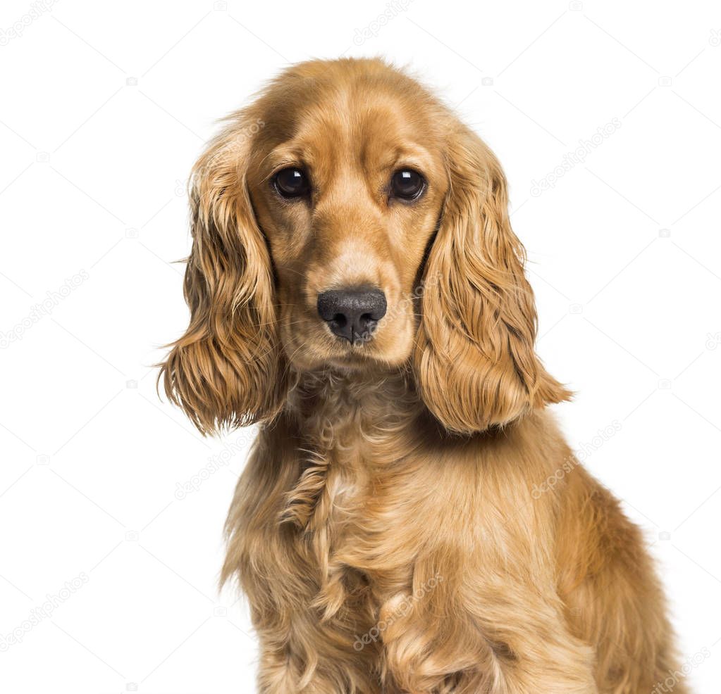Cocker spaniel looking at camera against white background