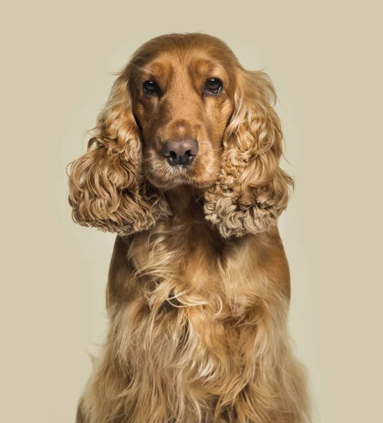 Englischer Cockerspaniel blickt vor weißem Hintergrund in die Kamera — Stockfoto