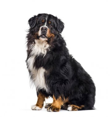 Bernese dağ köpeği beyaz arka plan üzerinde oturan