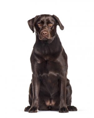 Labrador beyaz arka planda oturan