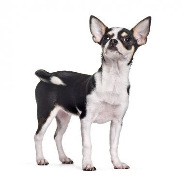 Beyaz arka planda Chihuahua ayakta