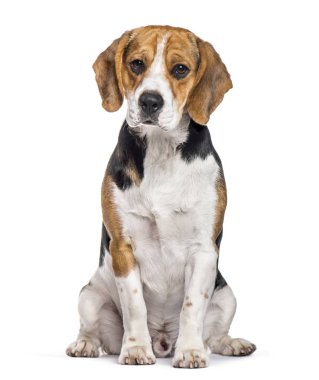 Beyaz arka plan üzerinde oturan beagle köpek