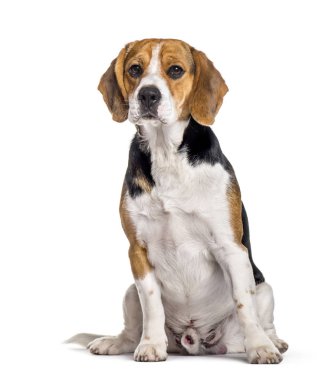 Beyaz arka plan üzerinde oturan beagle köpek