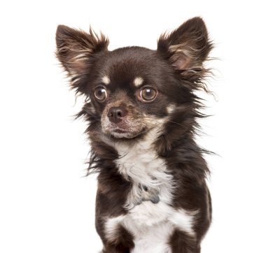 Chihuahua beyaz bir arka plana dayanır