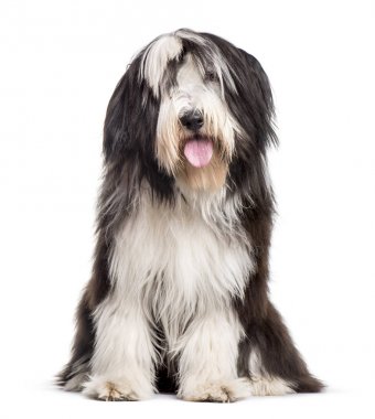 Sakallı Collie beyaz arka plana karşı oturuyor