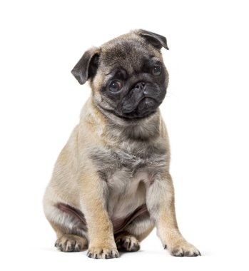 Beyaz arka plana karşı oturan Pug Puppy