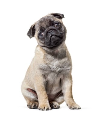 Beyaz arka plana karşı oturan Pug Puppy