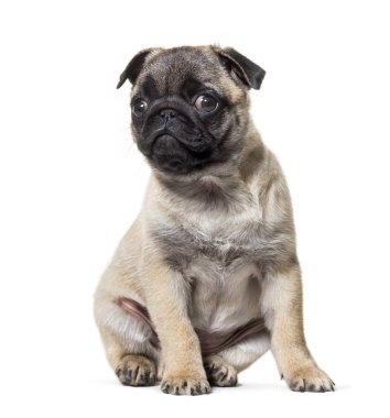 Beyaz arka plana karşı oturan Pug Puppy