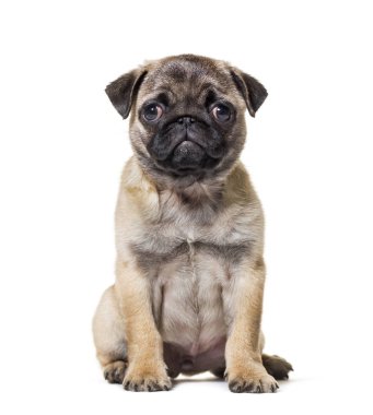 Beyaz arka plana karşı oturan Pug Puppy