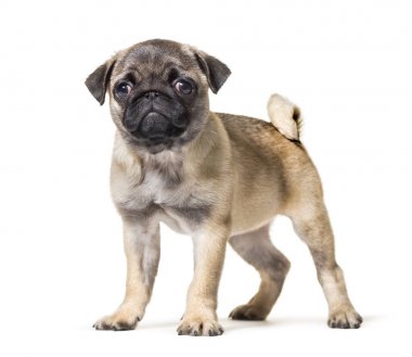Beyaz arka plana karşı Pug Puppy ayakta