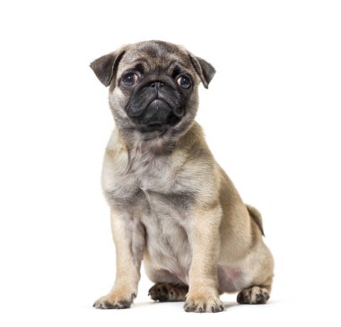 Beyaz arka plana karşı oturan Pug Puppy