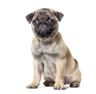 Beyaz arka plana karşı oturan Pug Puppy