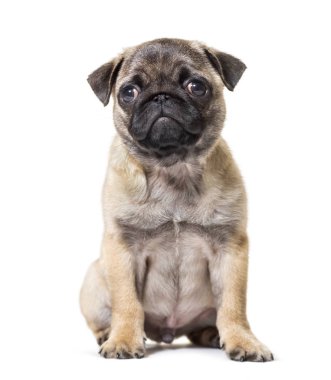 Beyaz arka plana karşı oturan Pug Puppy