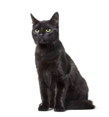 Beyaz arka plan üzerinde oturan karışık-breed kedi