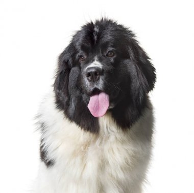 Newfoundland, 10 ay eski, beyaz arka plana karşı