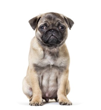 Beyaz arka plana karşı oturan Pug Puppy