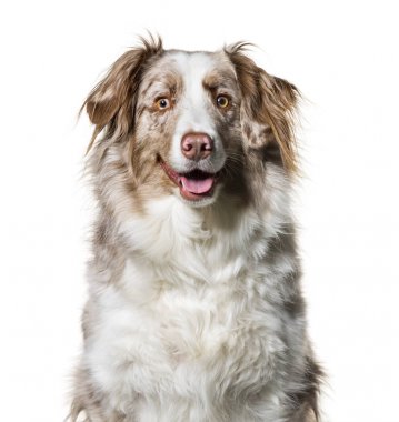 Border Collie, 2 yaşında, beyaz Bac karşı kamera bakıyor