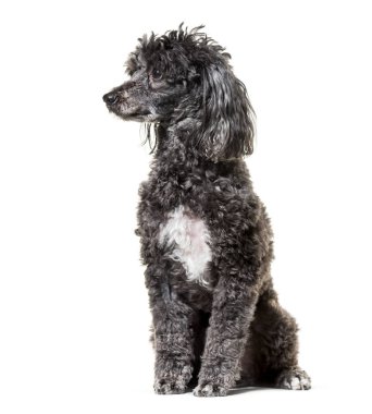 Fino köpeği, 5 yaşında, beyaz arka plana karşı oturuyor