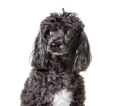 Fino köpeği, 5 yaşında, beyaz arka plana karşı