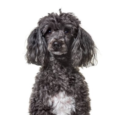 Fino köpeği, 5 yaşında, beyaz arka plana karşı kameraya bakıyor