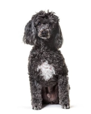 Fino köpeği, 5 yaşında, beyaz arka plana karşı oturuyor