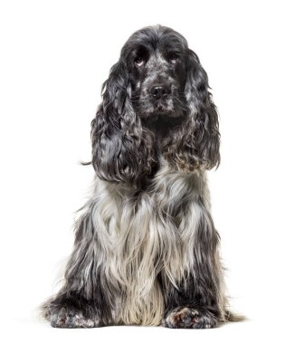 İngiliz Cocker Spaniel, 4, 5 yaşında, beyaz b karşı oturan