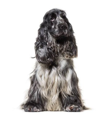 İngiliz Cocker Spaniel, 4, 5 yaşında, beyaz b karşı oturan