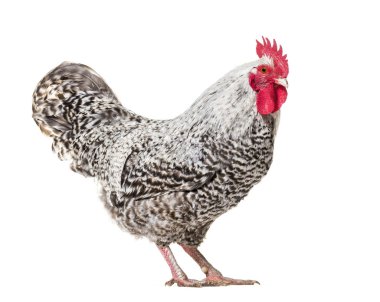 Beyaz arka plana karşı tavuk ayakta