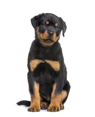 Rottweiler köpek yavrusu, 10 hafta, beyaz arka planda oturan