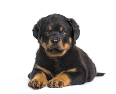 Rottweiler köpek yavrusu, 10 hafta, beyaz sırt karşı kamera bakıyor