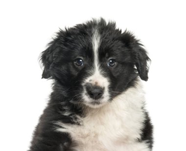 Border Collie, 2 ay, beyaz arka plana karşı