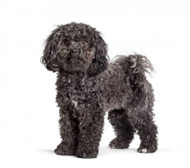 Rus Bolonka Sventaya beyaz arka planda oturan