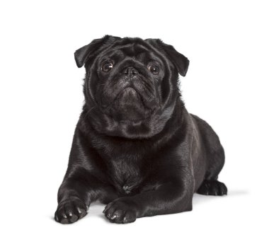 Carlin beyaz arka plan karşı kamera bakıyor, Pug