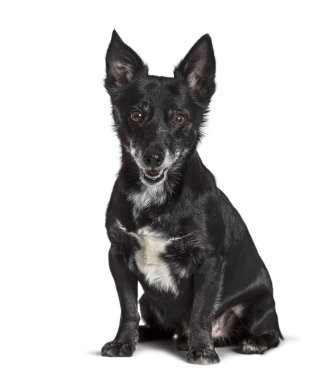 Melez, Jack Russell, beyaz arka planda oturan