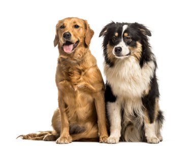 Altın Retriever & Avustralyalı çoban beyaz Bac karşı oturuyor