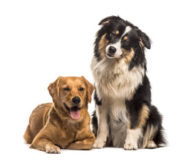 Altın Retriever & Avustralyalı çoban beyaz Bac karşı oturuyor