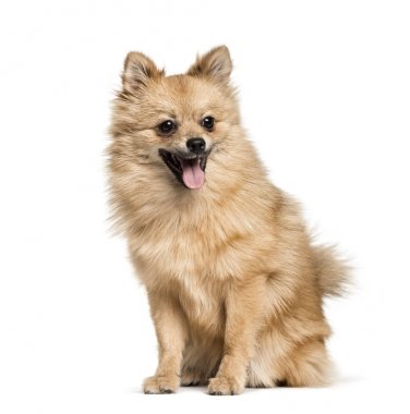 Pomeranian, 7months, beyaz arka planda oturan