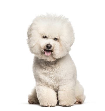 Bichon Frise beyaz arka plana karşı oturuyor