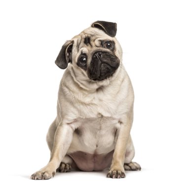 Beyaz arka planda oturan Pug