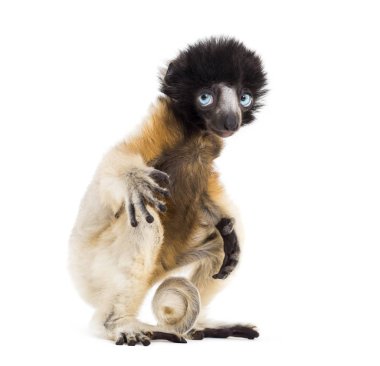 4 ay eski bebek Crowned Sifaka oturan beyaz karşı