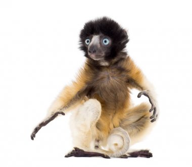 4 ay eski bebek Crowned Sifaka oturan beyaz karşı