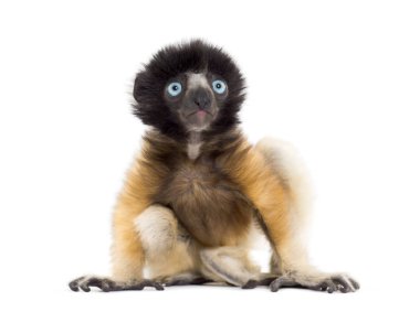 4 ay eski bebek Crowned Sifaka oturan beyaz karşı