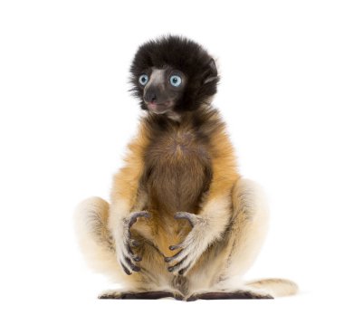 4 months old baby Crowned Sifaka sitting against white clipart