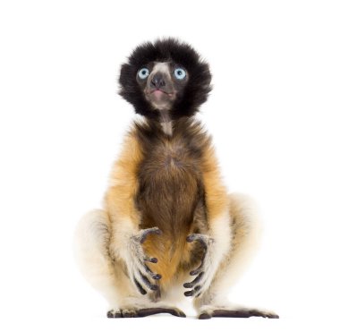 4 ay eski bebek Crowned Sifaka oturan beyaz karşı