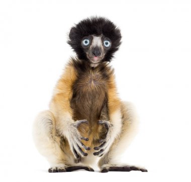 4 months old baby Crowned Sifaka sitting against white clipart