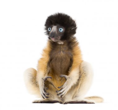 4 ay eski bebek Crowned Sifaka oturan beyaz karşı