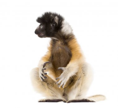 4 ay eski bebek Crowned Sifaka oturan beyaz karşı