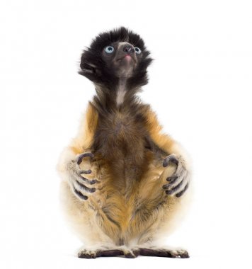 4 ay eski bebek Crowned Sifaka oturan beyaz karşı