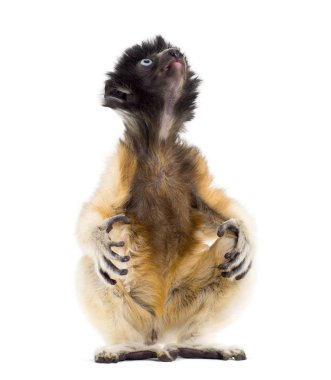 4 ay eski bebek Crowned Sifaka oturan beyaz karşı