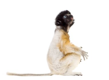 Back view of baby Crowned Sifaka sitting against white clipart